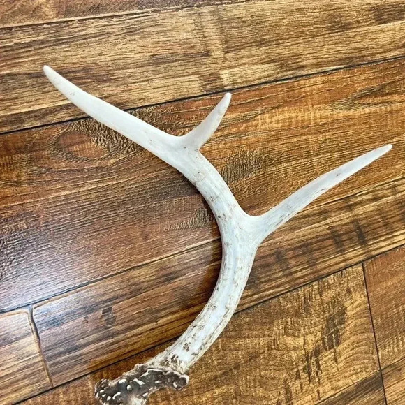 Deer Antler Decor - Picture 7 of 7